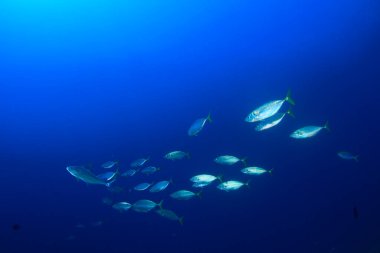 Bir sürü renkli balıkla temiz mavi sualtı yaşamı.