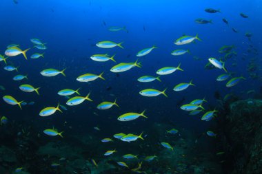 Bir sürü renkli balıkla temiz mavi sualtı yaşamı.