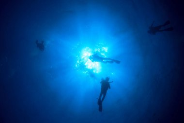 Dalgıçlar temiz deniz suyunda yüzüyor