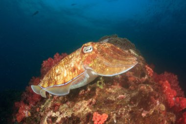 Güzel su altı deniz yaşamı