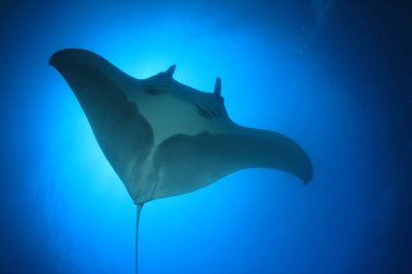 Temiz mavi deniz suyunda Stingray