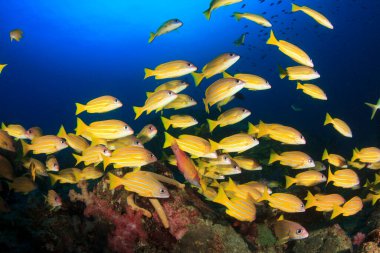 Bir sürü renkli balıkla temiz mavi sualtı yaşamı.