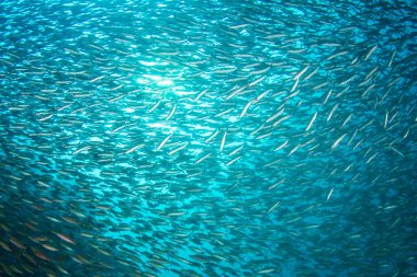 Bir sürü renkli balıkla temiz mavi sualtı yaşamı.