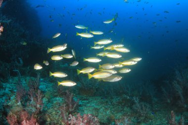 Bir sürü renkli balıkla temiz mavi sualtı yaşamı.