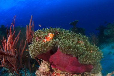 Bir sürü renkli balıkla temiz mavi sualtı yaşamı.