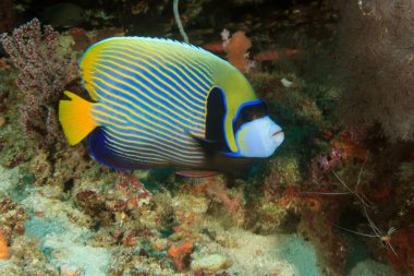 Egzotik balıklarla temiz mavi denizaltı yaşamı