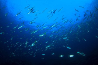 Bir sürü renkli balıkla temiz mavi sualtı yaşamı.