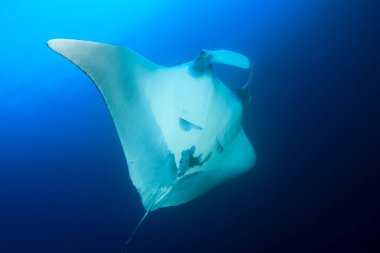 Temiz mavi deniz suyunda Stingray