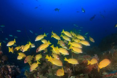 Bir sürü renkli balıkla temiz mavi sualtı yaşamı.