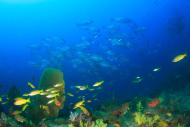 Bir sürü renkli balıkla temiz mavi sualtı yaşamı.