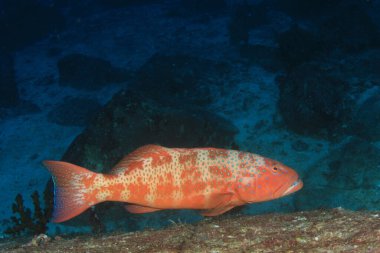 Egzotik balıklarla temiz mavi denizaltı yaşamı