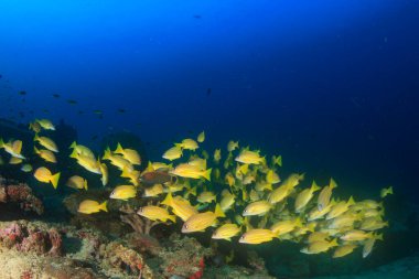 Bir sürü renkli balıkla temiz mavi sualtı yaşamı.
