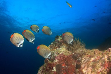 Bir sürü renkli balıkla temiz mavi sualtı yaşamı.