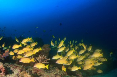 Bir sürü renkli balıkla temiz mavi sualtı yaşamı.