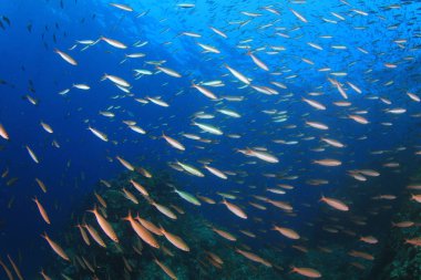 Bir sürü renkli balıkla temiz mavi sualtı yaşamı.