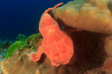 Güzel su altı deniz yaşamı