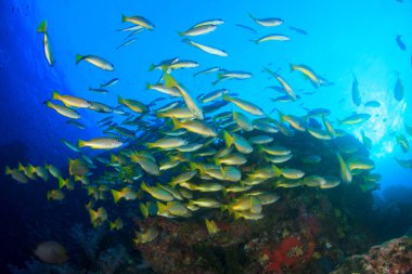 Bir sürü renkli balıkla temiz mavi sualtı yaşamı.