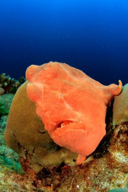 Egzotik balıklarla temiz mavi denizaltı yaşamı