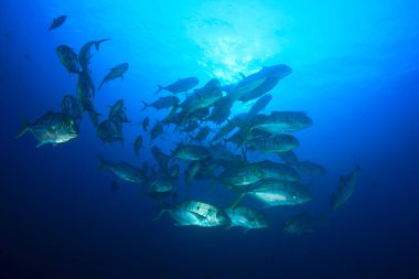 Bir sürü renkli balıkla temiz mavi sualtı yaşamı.