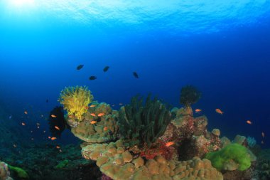 Bir sürü renkli balıkla temiz mavi sualtı yaşamı.