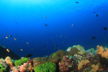 Bir sürü renkli balıkla temiz mavi sualtı yaşamı.