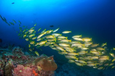 Bir sürü renkli balıkla temiz mavi sualtı yaşamı.