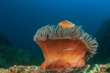 Egzotik balıklarla temiz mavi denizaltı yaşamı