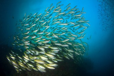 Bir sürü renkli balıkla temiz mavi sualtı yaşamı.