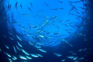 Bir sürü renkli balıkla temiz mavi sualtı yaşamı.