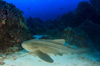 Egzotik balıklarla temiz mavi denizaltı yaşamı