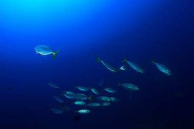 Bir sürü renkli balıkla temiz mavi sualtı yaşamı.