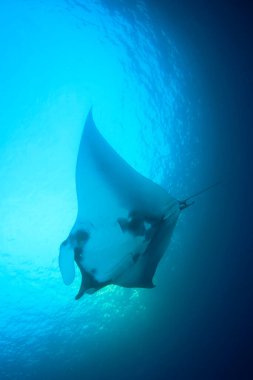 Temiz mavi deniz suyunda Stingray