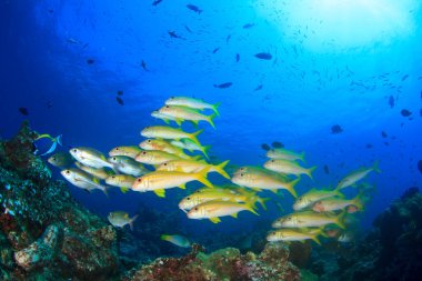 Bir sürü renkli balıkla temiz mavi sualtı yaşamı.
