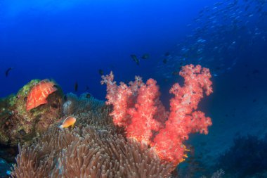 Bir sürü renkli balıkla temiz mavi sualtı yaşamı.