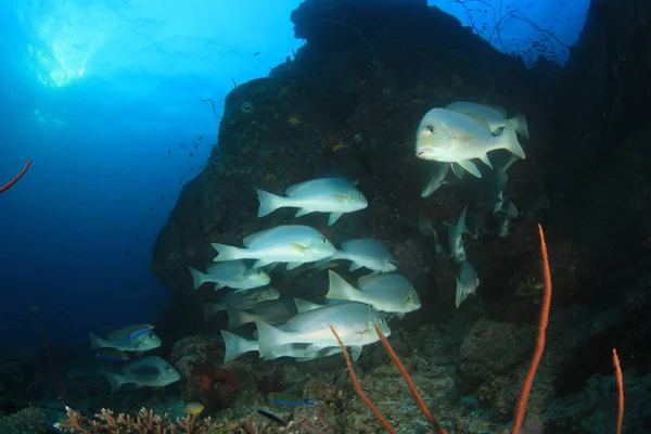 Kehidupan Bawah Laut Biru Bersih Dengan Banyak Ikan Berwarna Warni — Stok Foto