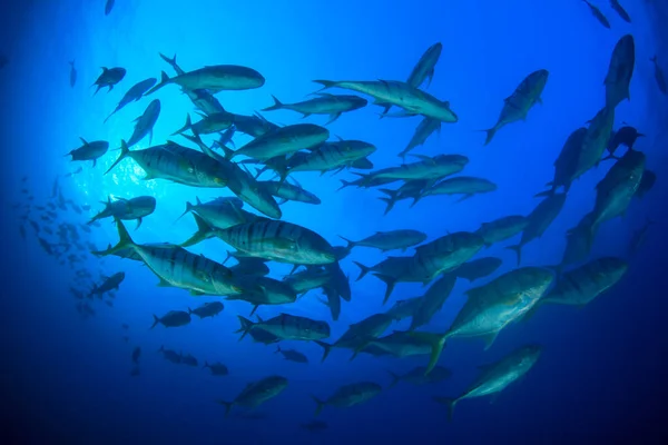 Limpe Vida Submarina Azul Com Muitos Peixes Coloridos — Fotografia de Stock