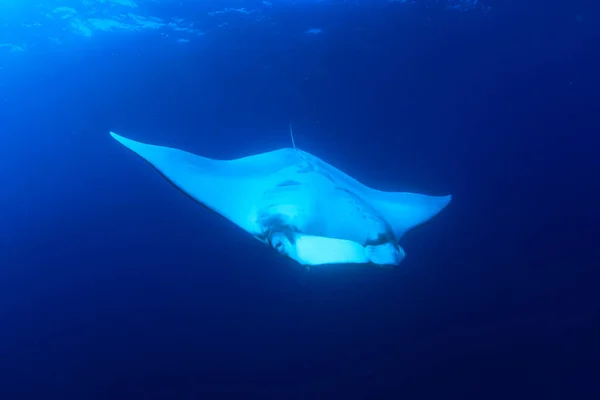 Stingray Acqua Mare Blu Pulito — Foto Stock