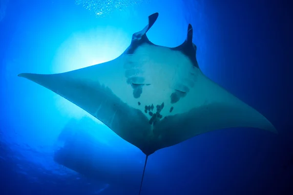 Stingray Agua Mar Azul Limpia —  Fotos de Stock