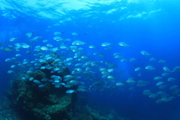 Sauberes Blaues Unterwasserleben Mit Vielen Bunten Fischen — Stockfoto