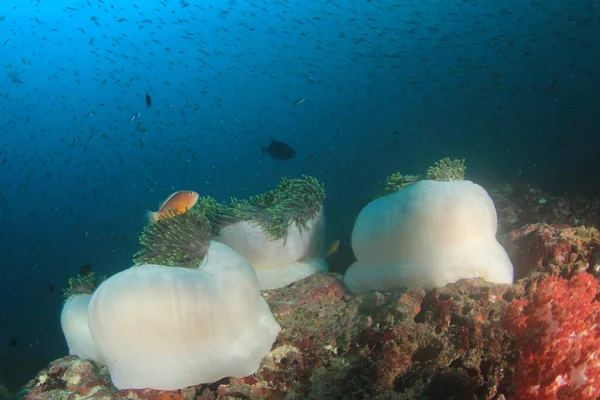 多くのカラフルな魚ときれいな青い海底生活 — ストック写真