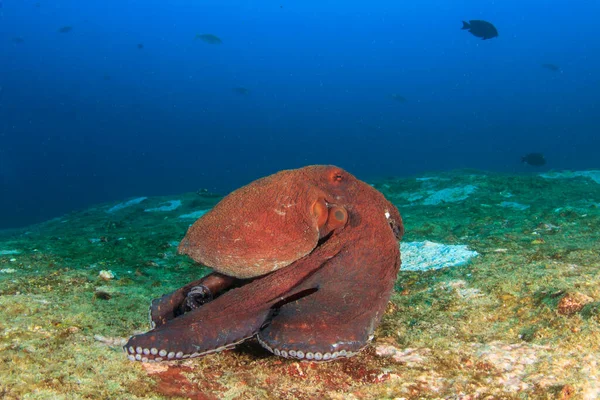 Octopus in clean blue sea water