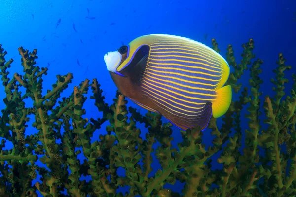 Vie Sous Marine Bleu Propre Avec Des Poissons Exotiques — Photo