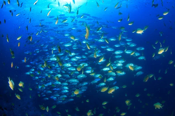 Чистая Голубая Подводная Жизнь Многими Красочными Рыбами — стоковое фото
