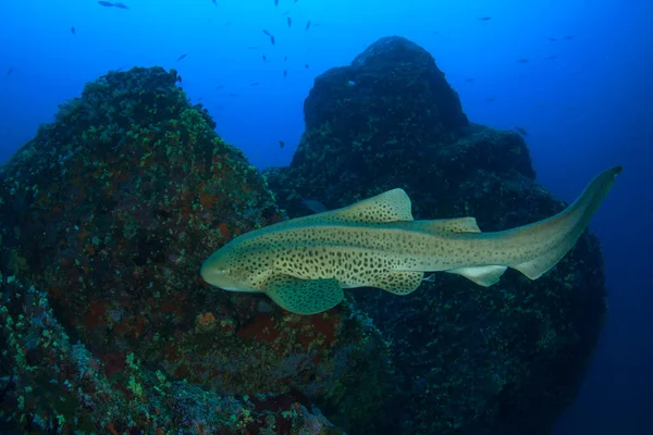 Rent Blått Undersjøisk Liv Med Eksotisk Fisk – stockfoto