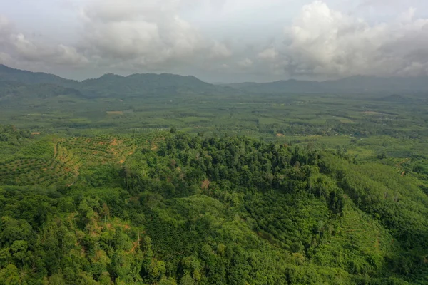 Floresta Mangue Pântano Rio Drone Aéreo — Fotografia de Stock