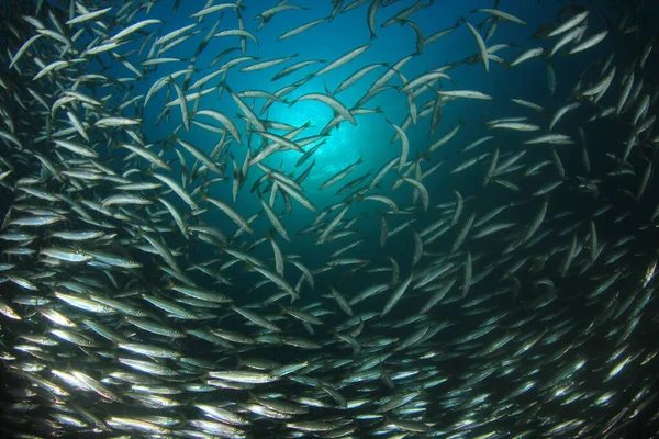 Sauberes Blaues Unterwasserleben Mit Vielen Bunten Fischen — Stockfoto