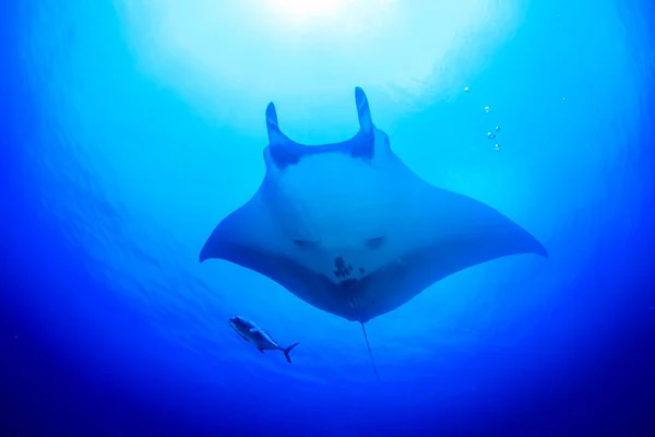 Stachelrochen Klaren Blauen Meerwasser — Stockfoto