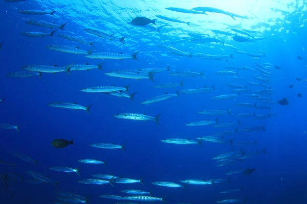 Limpiar Vida Submarina Azul Con Muchos Peces Colores — Foto de Stock