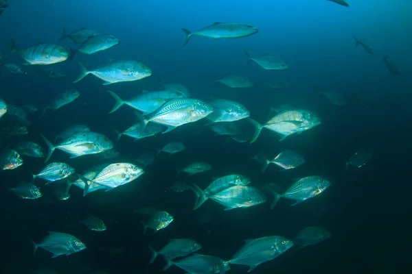 Sauberes Blaues Unterwasserleben Mit Vielen Bunten Fischen — Stockfoto