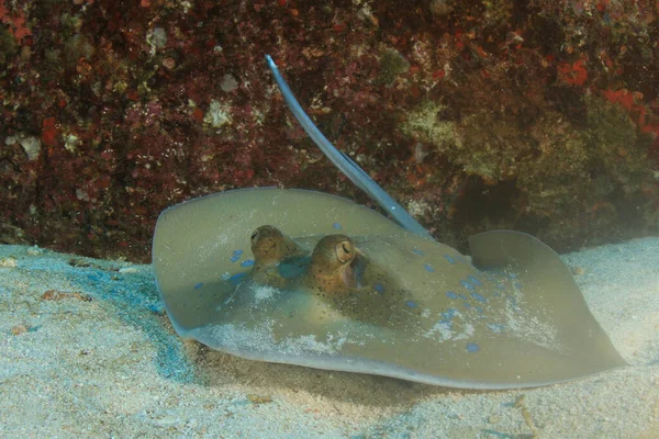 Temiz Mavi Deniz Suyunda Stingray — Stok fotoğraf